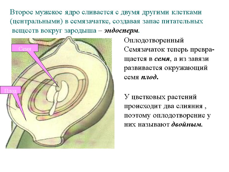 Второе мужское ядро сливается с двумя другими клетками (центральными) в семязачатке, создавая запас питательных Второе мужское ядро сливается с двумя другими клетками (центральными) в семязачатке, создавая запас питательных